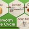 Life cycle of a silk worm